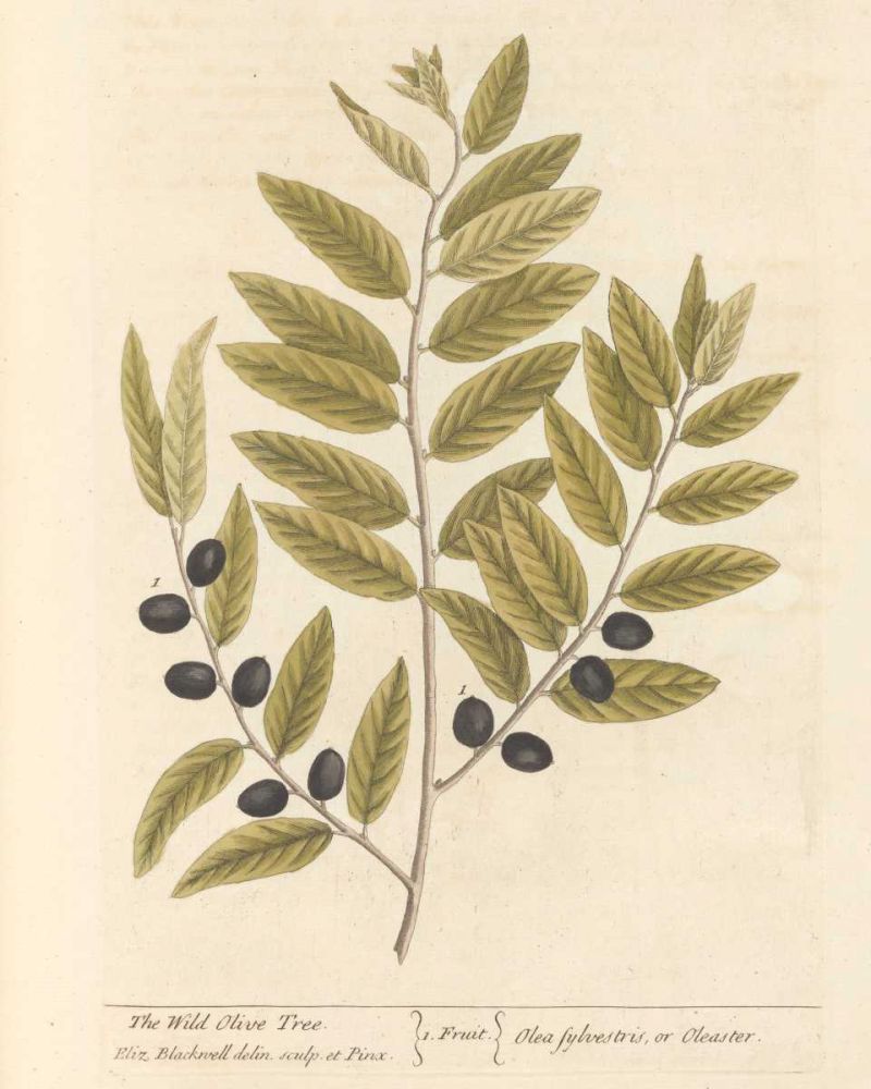 Olive Branch I art print by Wild Apple Portfolio for $57.95 CAD