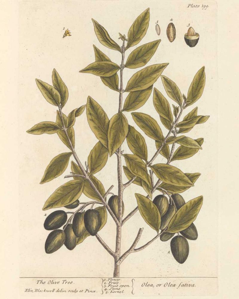 Olive Branch II art print by Wild Apple Portfolio for $57.95 CAD