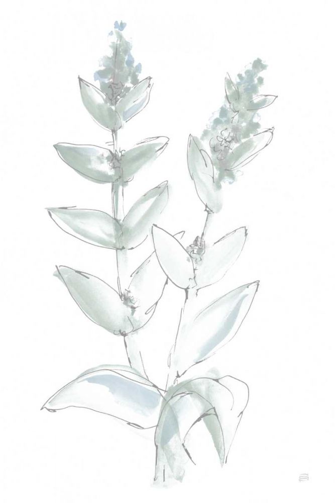 Lambs Ear Sage III Bleached art print by Chris Paschke for $57.95 CAD