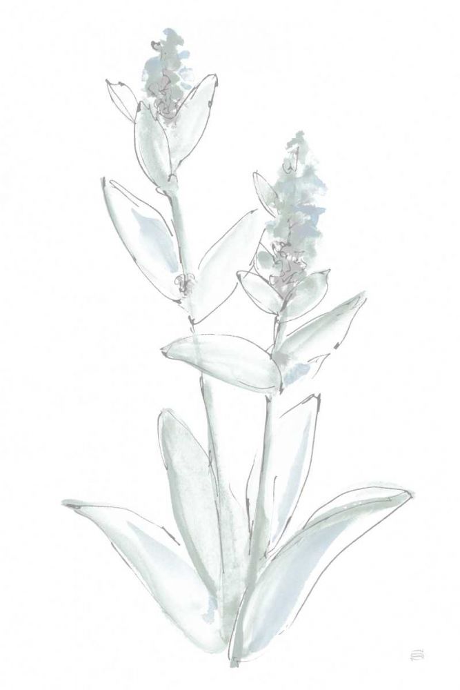 Lambs Ear Sage IV Bleached art print by Chris Paschke for $57.95 CAD
