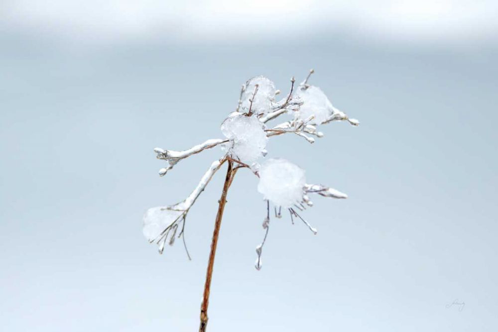 Diamonds in Winter I art print by Felicity Bradley for $57.95 CAD