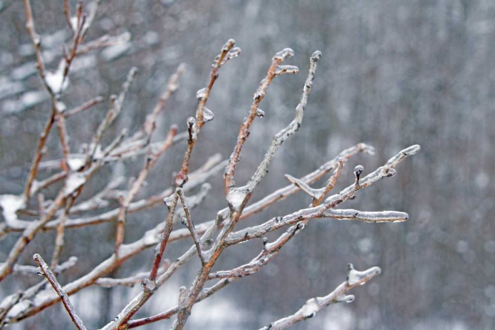 Glistening Branches I art print by Felicity Bradley for $57.95 CAD