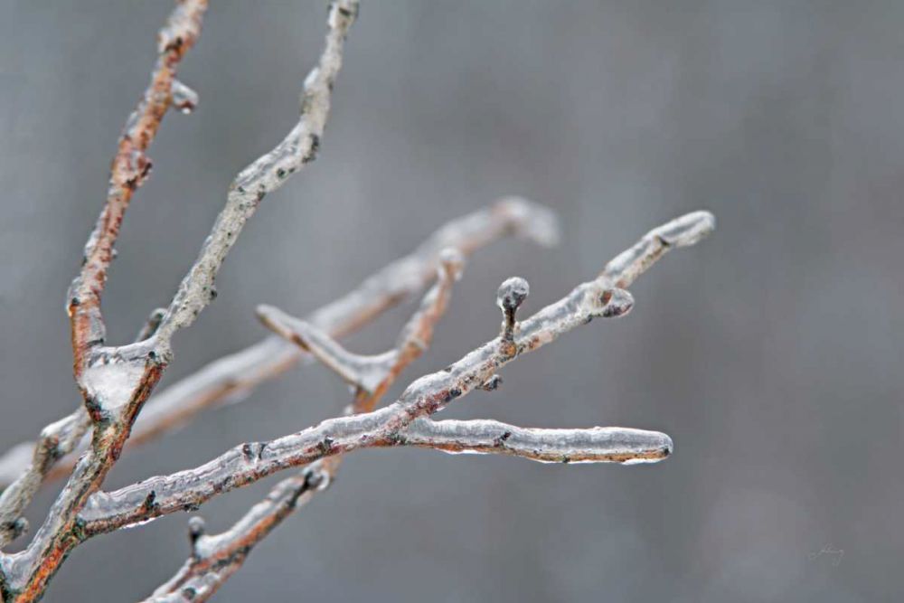 Glistening Branches II art print by Felicity Bradley for $57.95 CAD