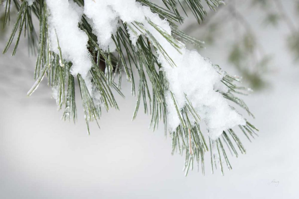 Snowy Bough art print by Felicity Bradley for $57.95 CAD