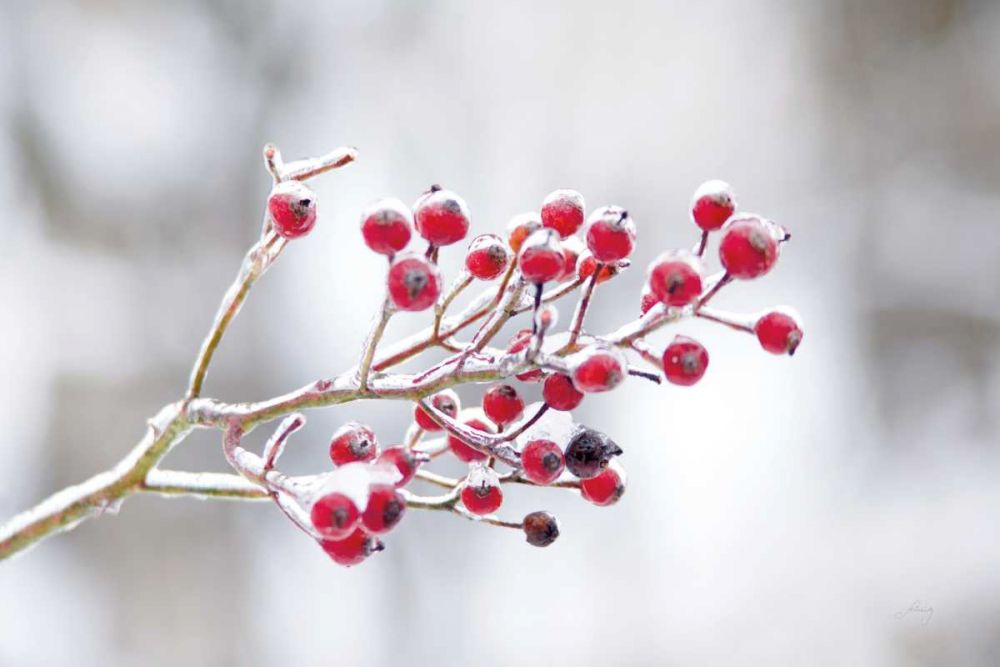 Winter Berries I art print by Felicity Bradley for $57.95 CAD