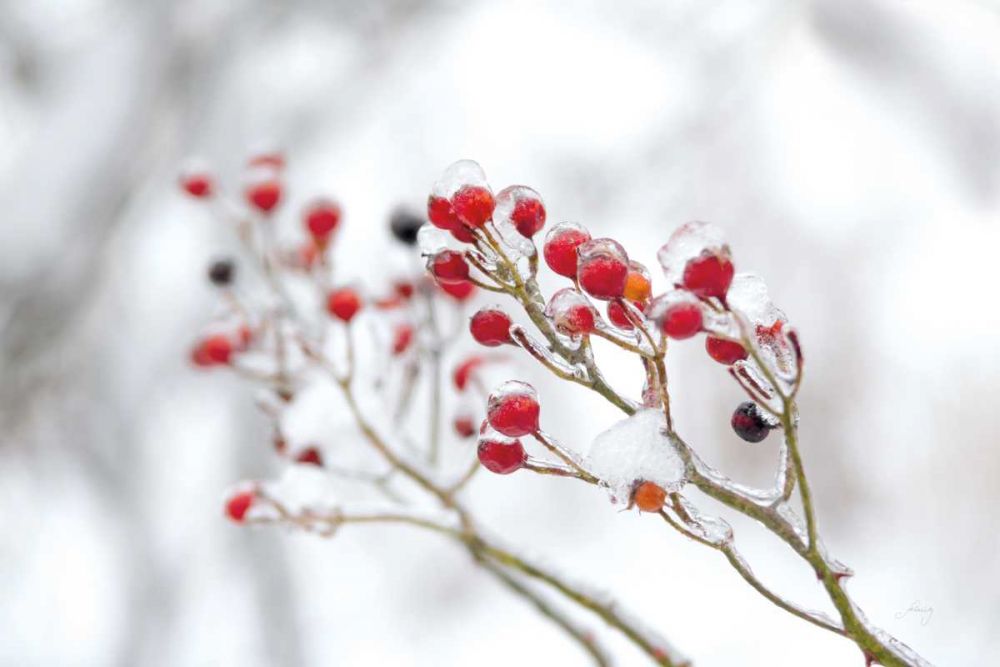 Winter Berries II art print by Felicity Bradley for $57.95 CAD
