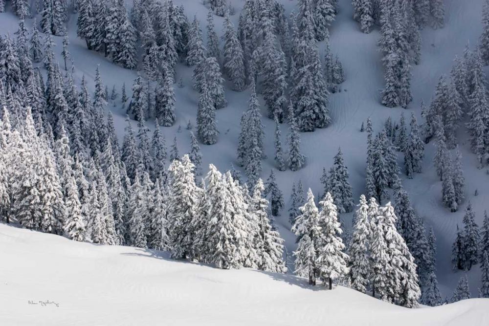 North Cascades in Winter III art print by Alan Majchrowicz for $57.95 CAD