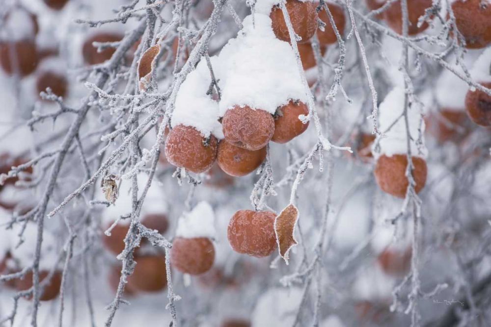 Orchard in Winter art print by Alan Majchrowicz for $57.95 CAD