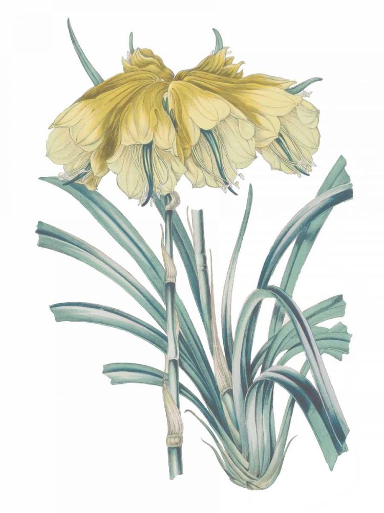 Antique Botanical XXIV Cool art print by Wild Apple Portfolio for $57.95 CAD