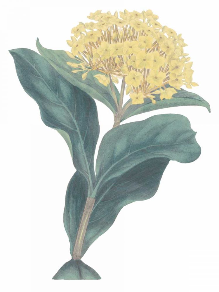 Harlequin Floral Cool art print by Wild Apple Portfolio for $57.95 CAD