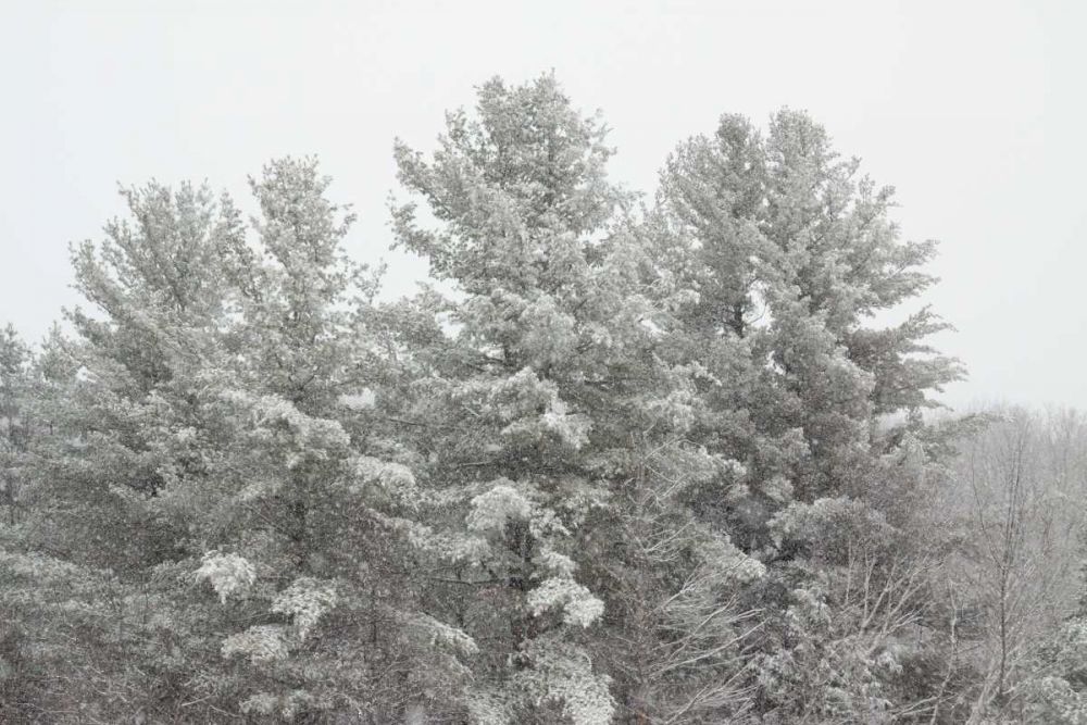 Winter Pines art print by Sue Schlabach for $57.95 CAD