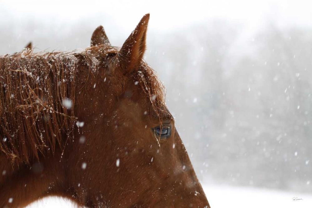 Snowy Caleb art print by Sue Schlabach for $57.95 CAD