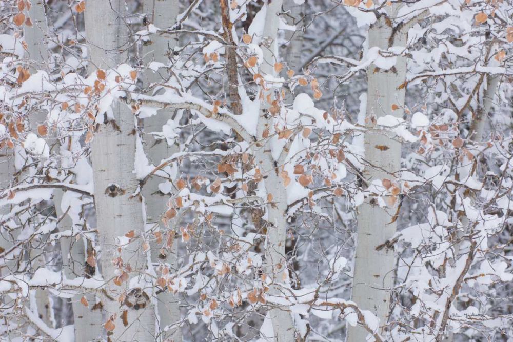 Winter Aspens Closeup art print by Alan Majchrowicz for $57.95 CAD