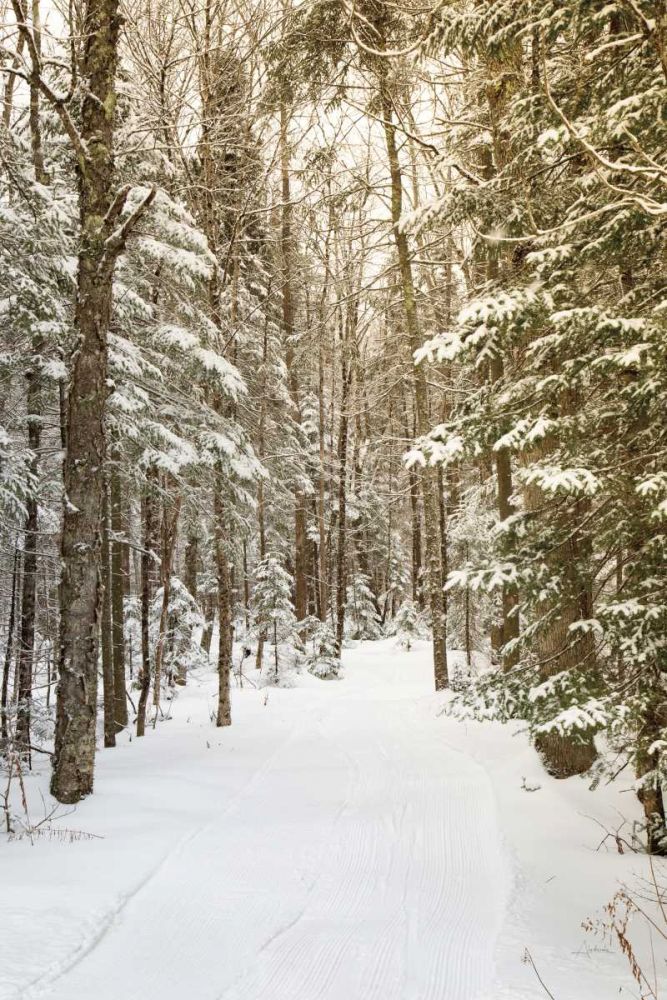 Through the Woods art print by Aledanda for $57.95 CAD