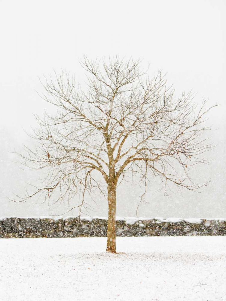 By the Stone Wall art print by Aledanda for $57.95 CAD