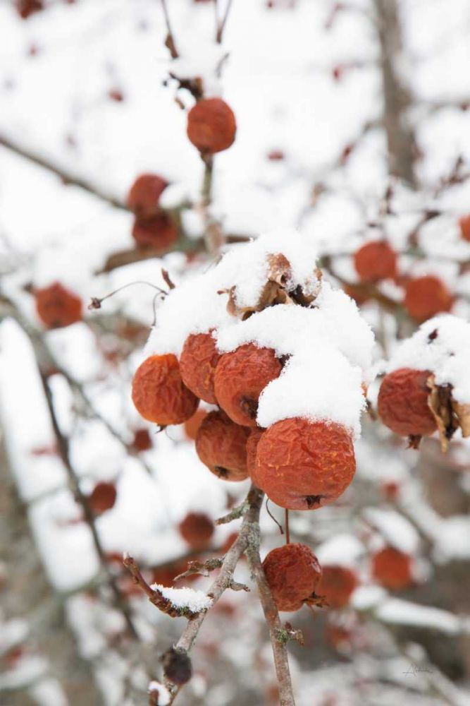 Snowcapped art print by Aledanda for $57.95 CAD