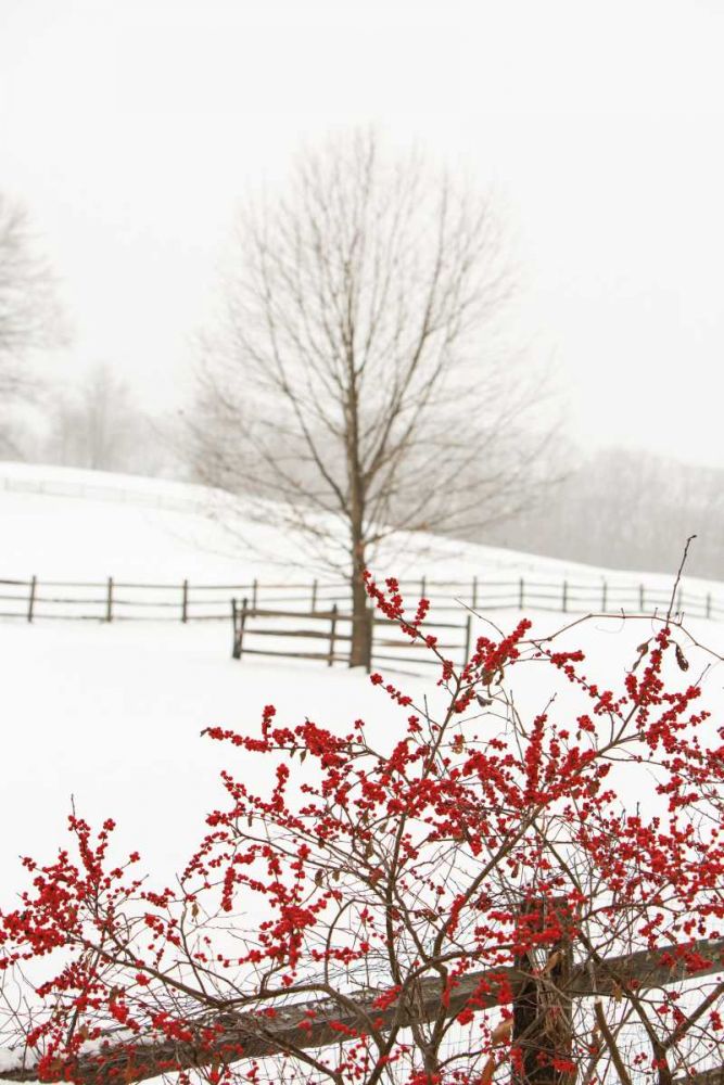 Red on White art print by Aledanda for $57.95 CAD