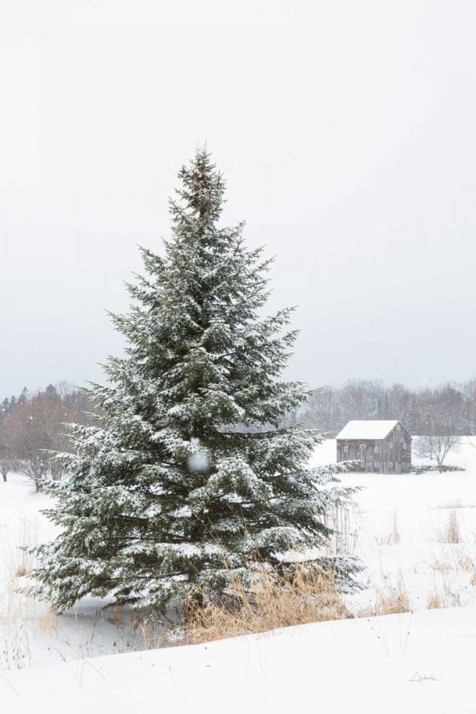 Perfect Pine Tree art print by Aledanda for $57.95 CAD