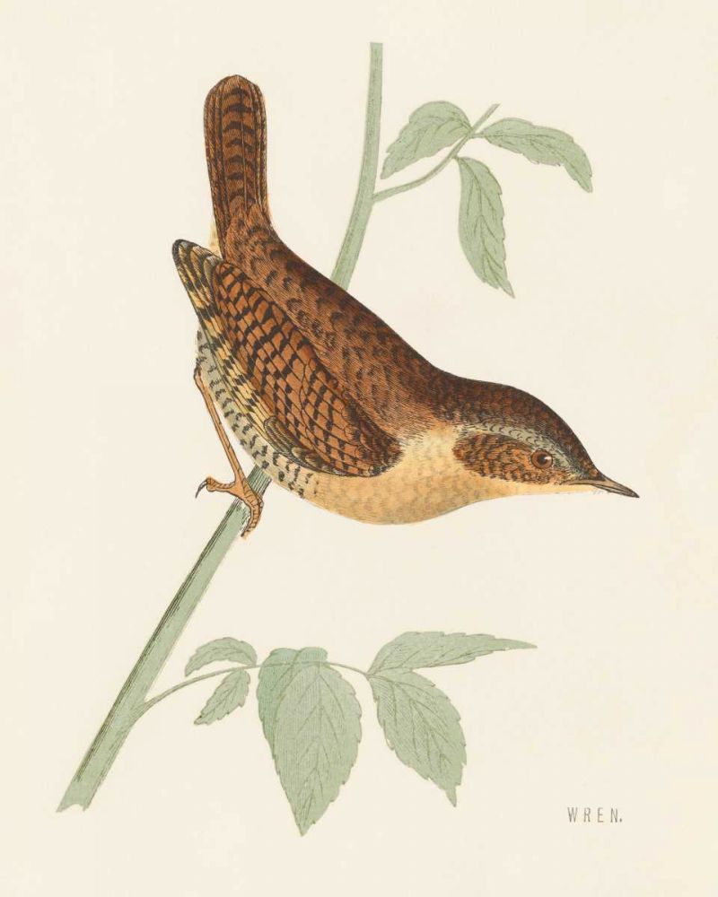Engraved Birds I art print by Wild Apple Portfolio for $57.95 CAD