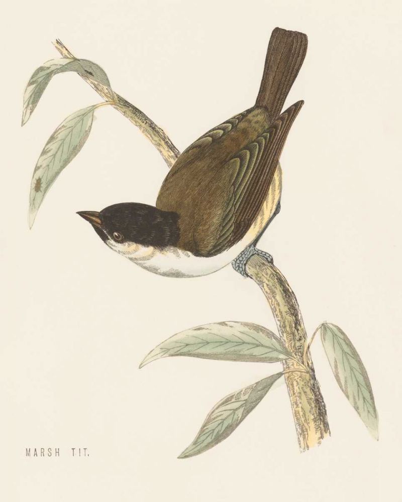 Engraved Birds II art print by Wild Apple Portfolio for $57.95 CAD