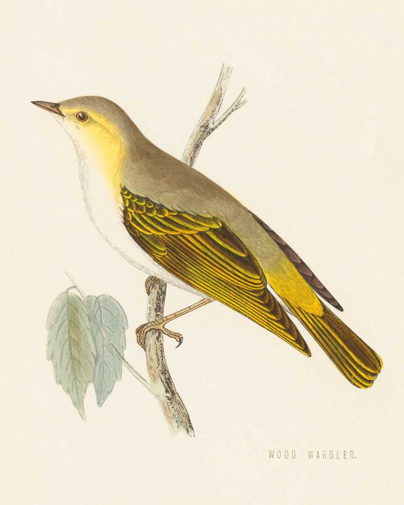 Engraved Birds III art print by Wild Apple Portfolio for $57.95 CAD