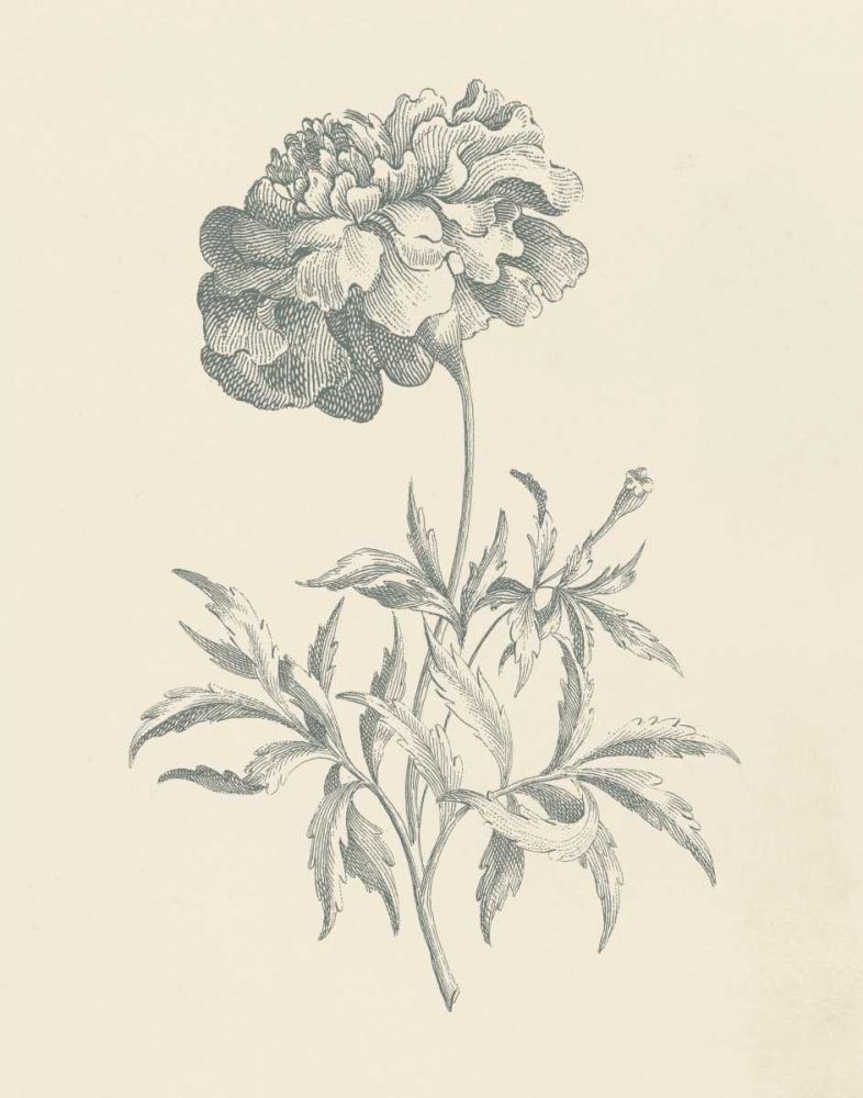 Eden Floral II art print by Wild Apple Portfolio for $57.95 CAD