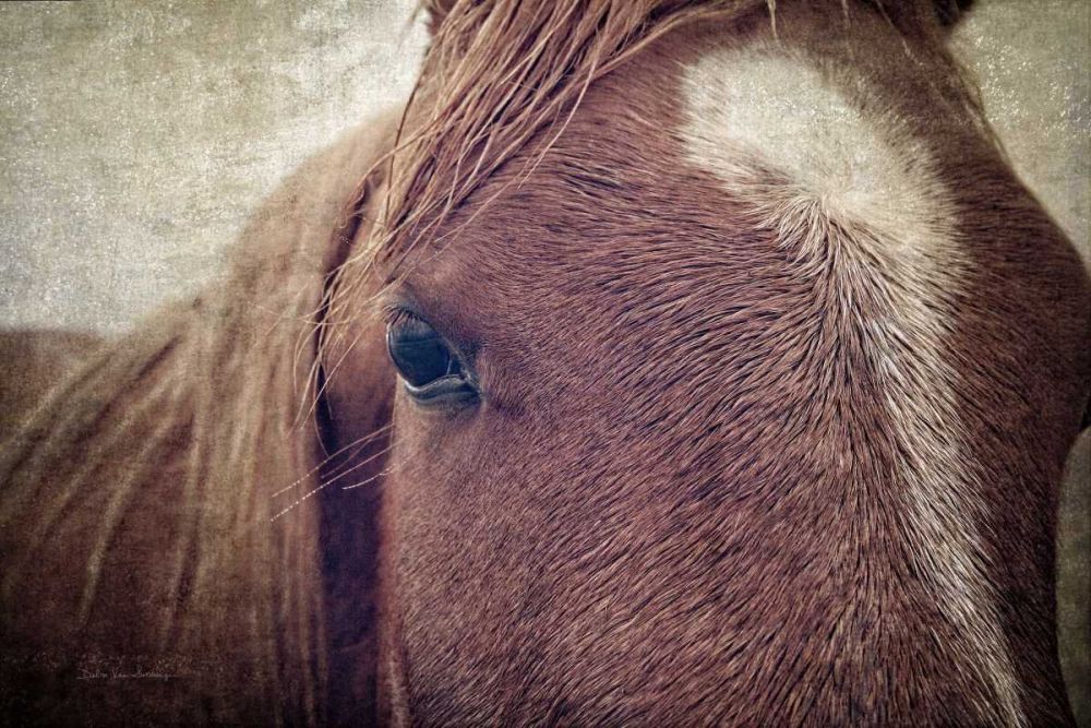 Dew Lashes art print by Debra Van Swearingen for $57.95 CAD