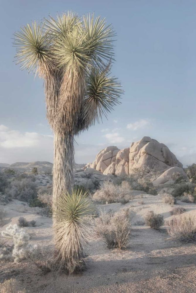 Joshua Tree National Park I art print by Alan Majchrowicz for $57.95 CAD