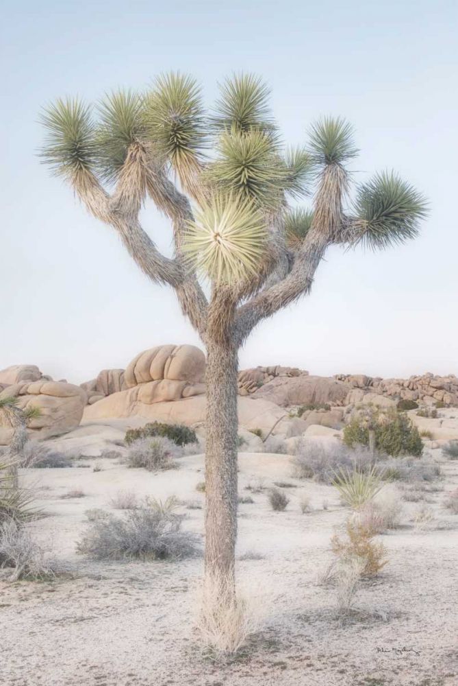Joshua Tree National Park II art print by Alan Majchrowicz for $57.95 CAD