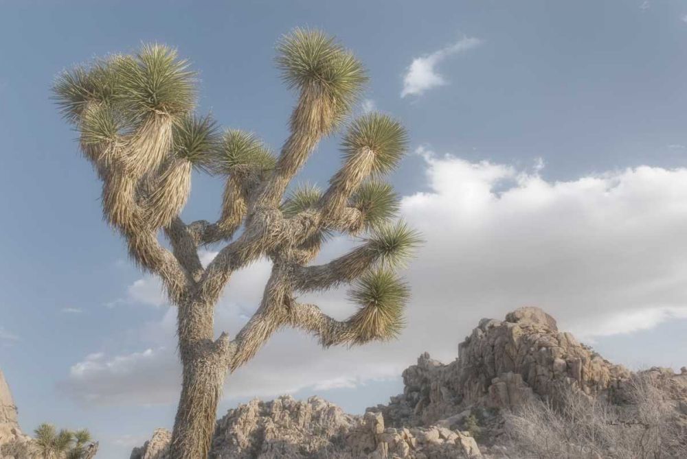 Joshua Tree National Park III art print by Alan Majchrowicz for $57.95 CAD