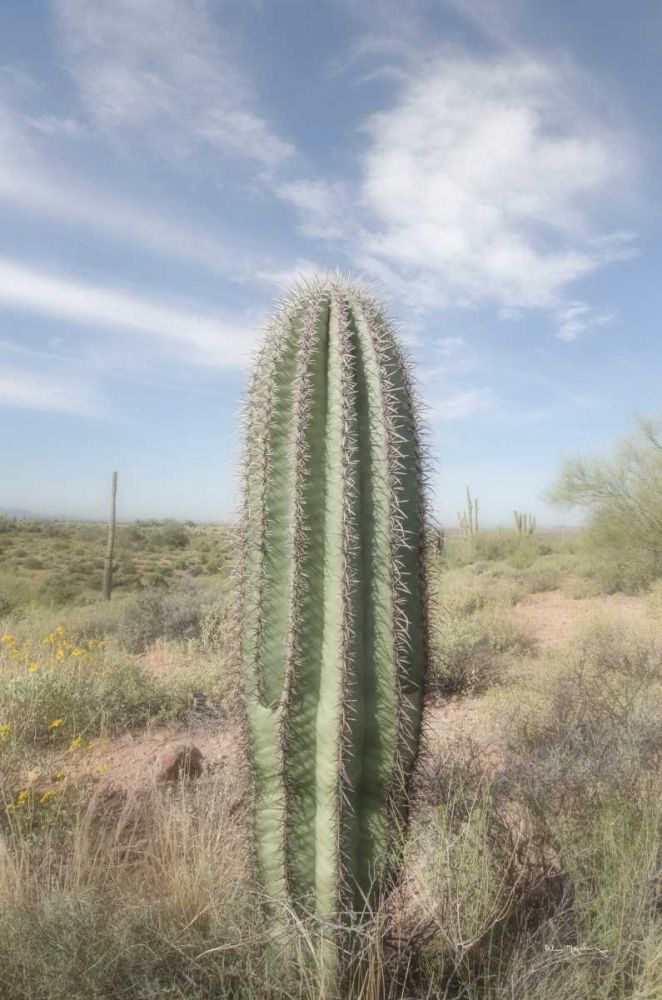 Saguaro art print by Alan Majchrowicz for $57.95 CAD
