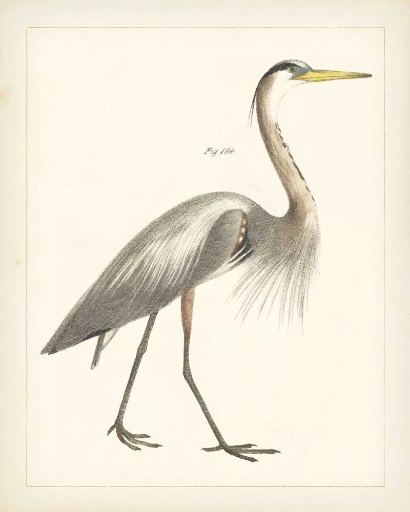 Vintage Heron I art print by Wild Apple Portfolio for $57.95 CAD