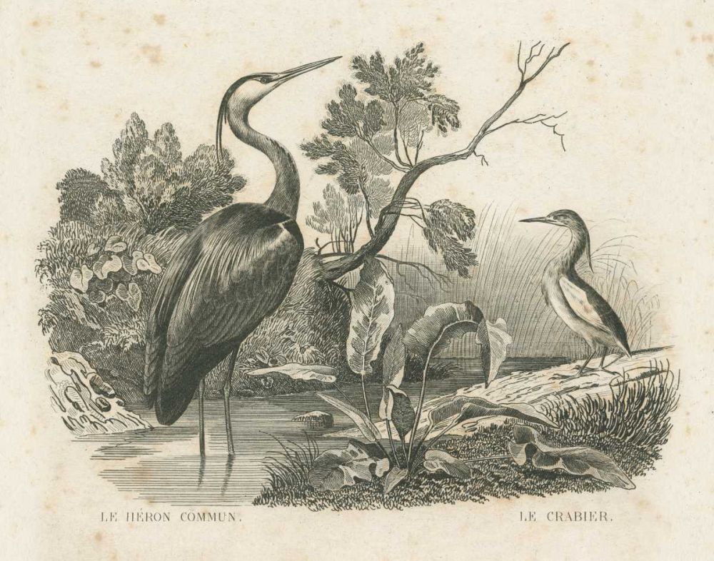 French Birds I art print by Wild Apple Portfolio for $57.95 CAD