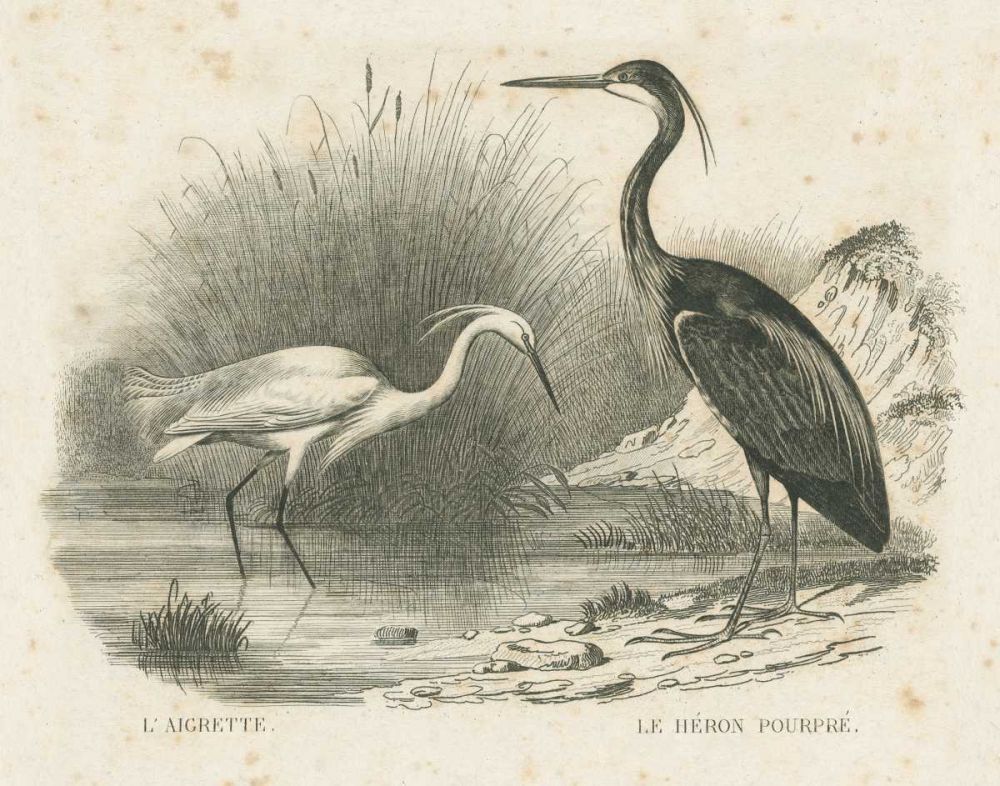 French Birds II art print by Wild Apple Portfolio for $57.95 CAD