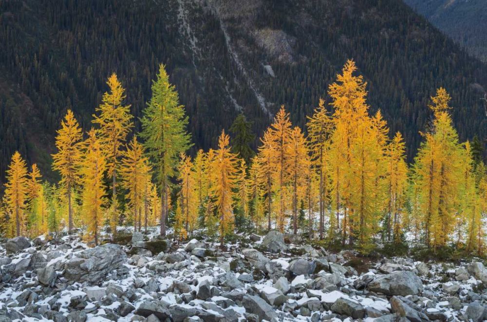 Alpine Larches North Cascades art print by Alan Majchrowicz for $57.95 CAD