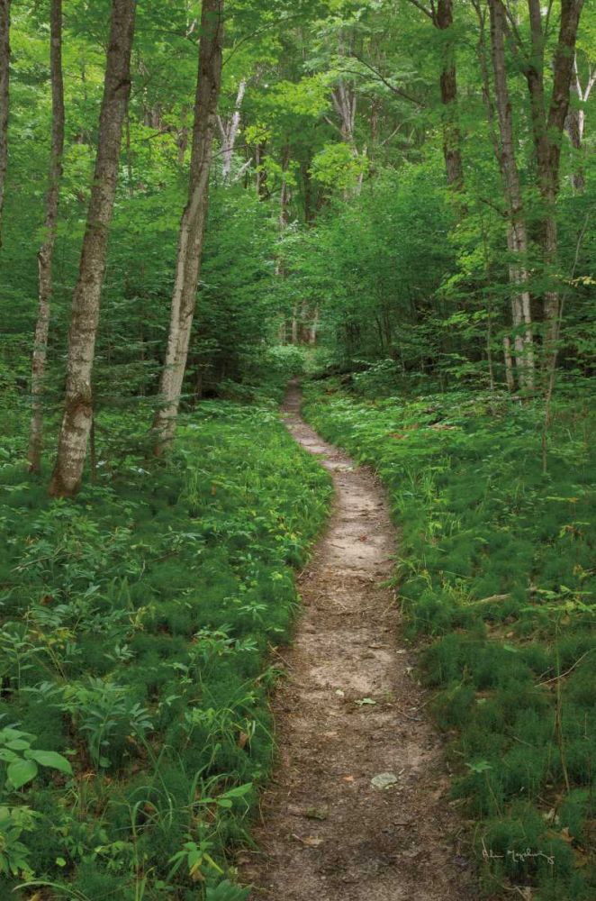 North Country Trail art print by Alan Majchrowicz for $57.95 CAD