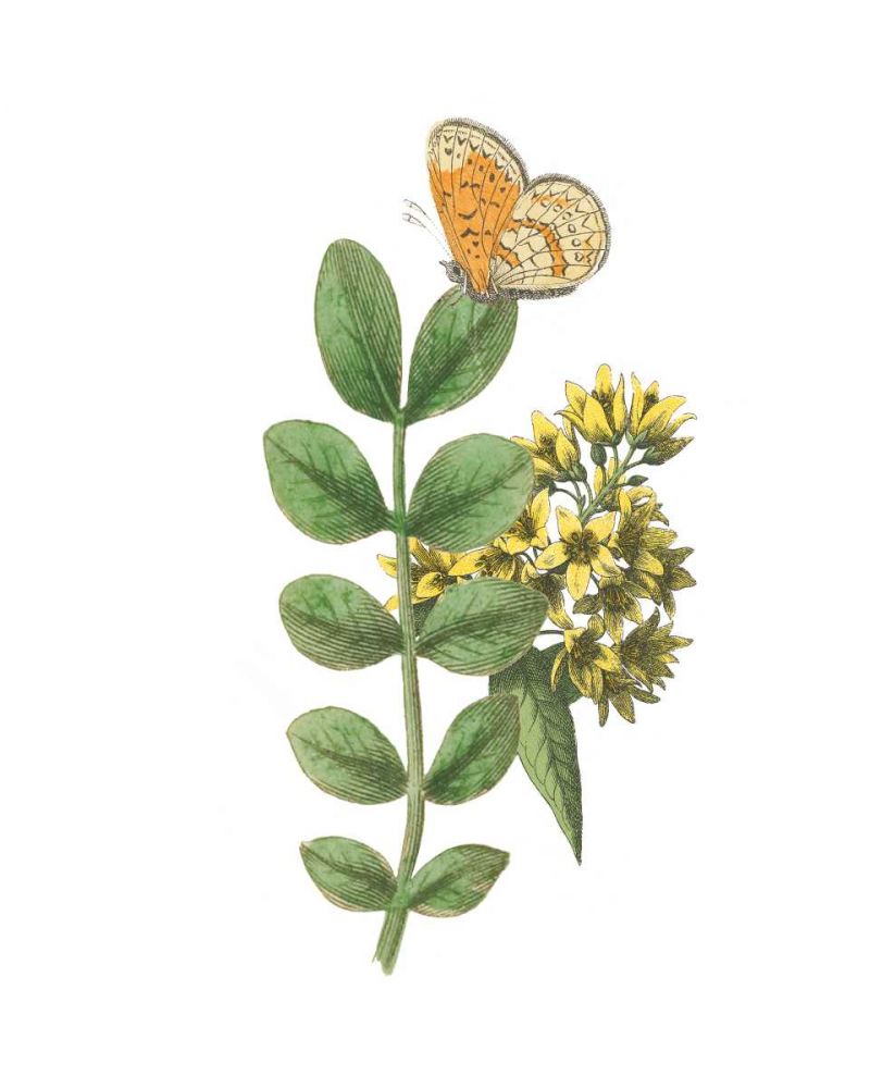 Greenery Butterflies II art print by Wild Apple Portfolio for $57.95 CAD
