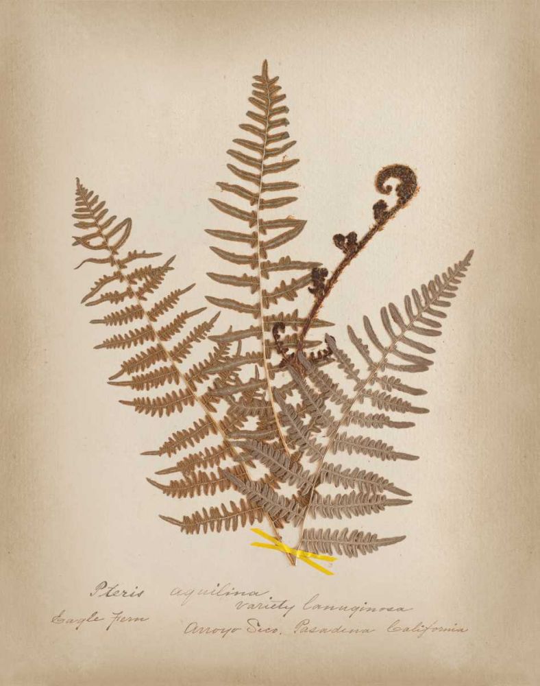 Ferns in Book IV art print by Wild Apple Portfolio for $57.95 CAD