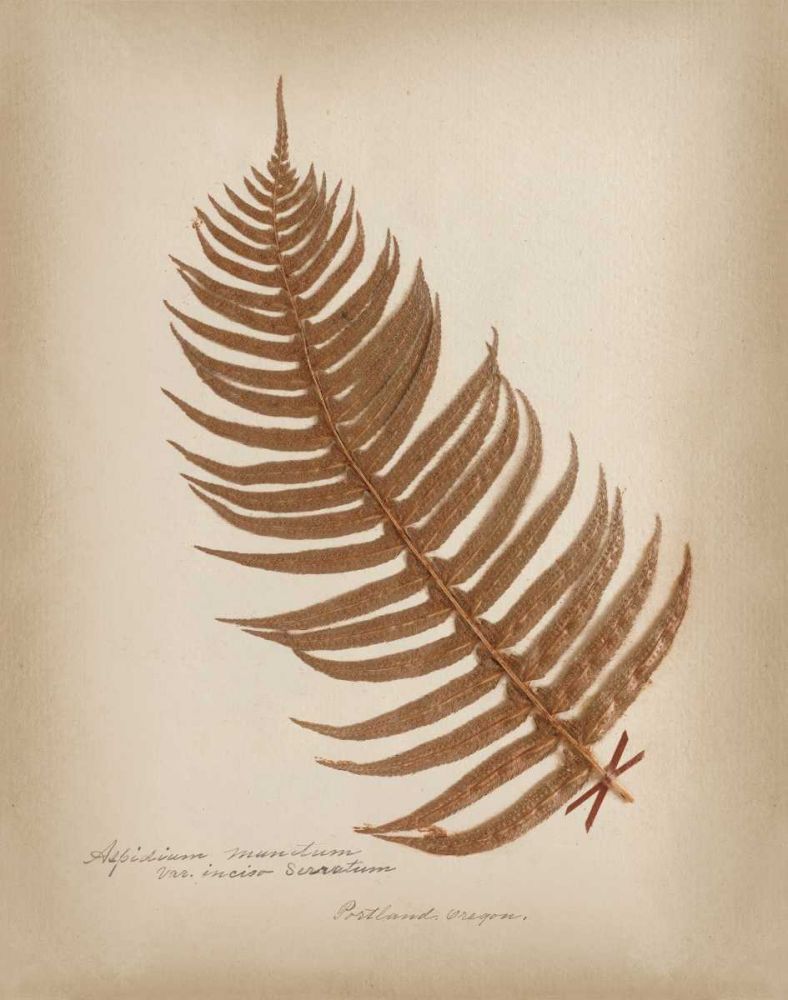 Ferns in Book V Burgundy art print by Wild Apple Portfolio for $57.95 CAD