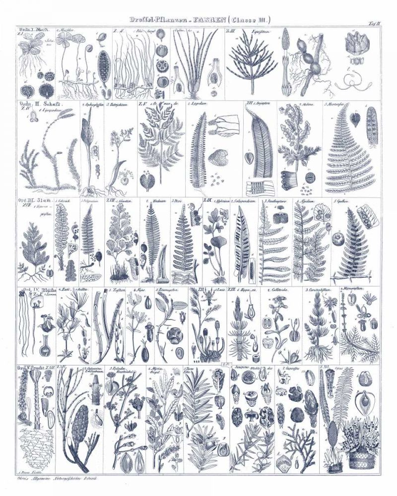 Fern Chart on White Navy art print by Wild Apple Portfolio for $57.95 CAD