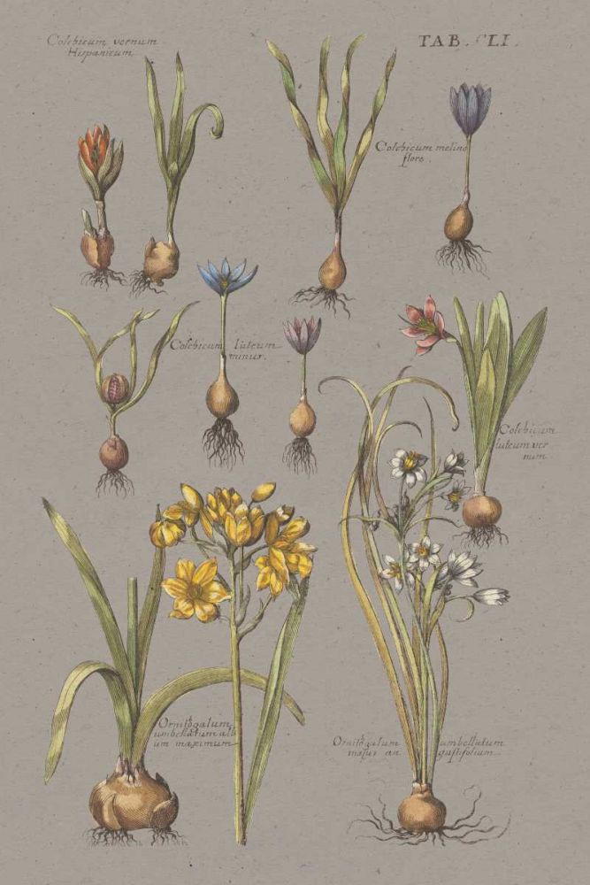 Florilegium II Gray art print by Wild Apple Portfolio for $57.95 CAD