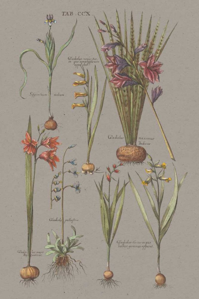 Florilegium III Gray art print by Wild Apple Portfolio for $57.95 CAD