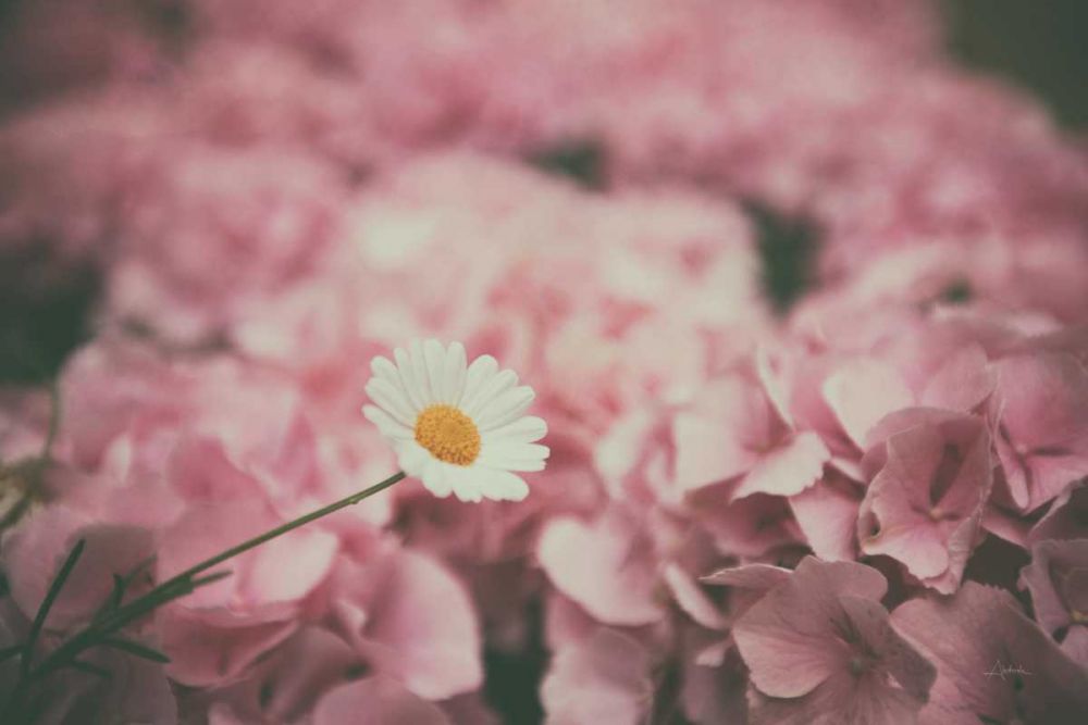 Daisy Dreams art print by Aledanda for $57.95 CAD