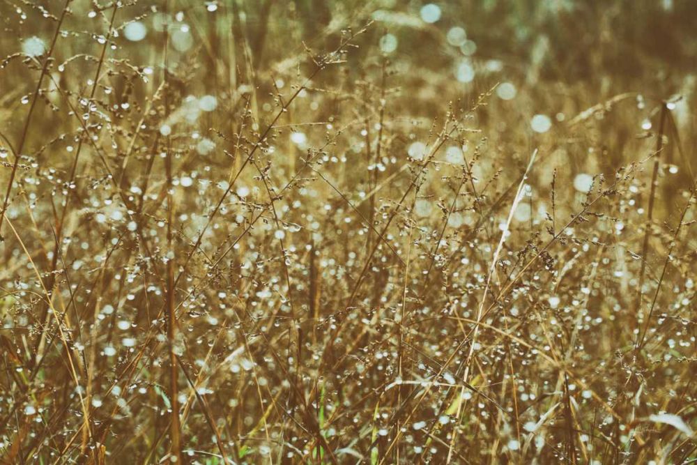 Dew on Grasses art print by Aledanda for $57.95 CAD