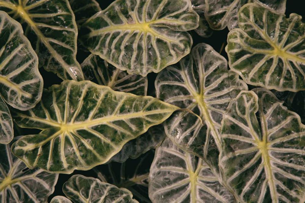 Greenery Abounds art print by Aledanda for $57.95 CAD