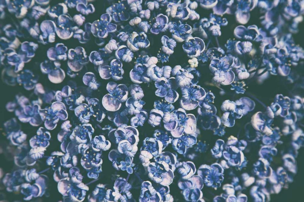 Lilac Closeup art print by Aledanda for $57.95 CAD