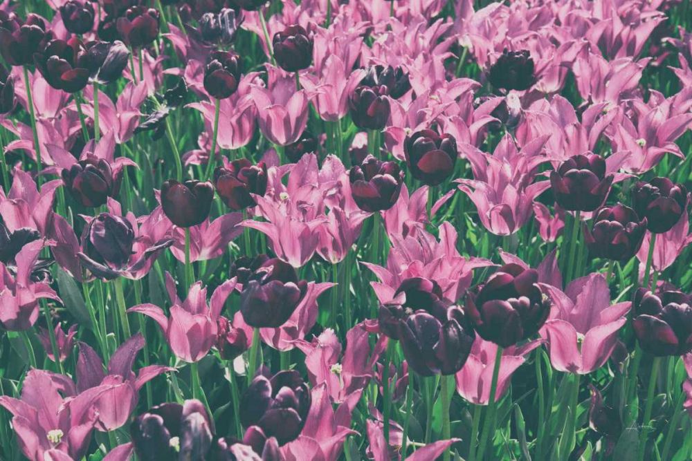 Tulip Botanical art print by Aledanda for $57.95 CAD