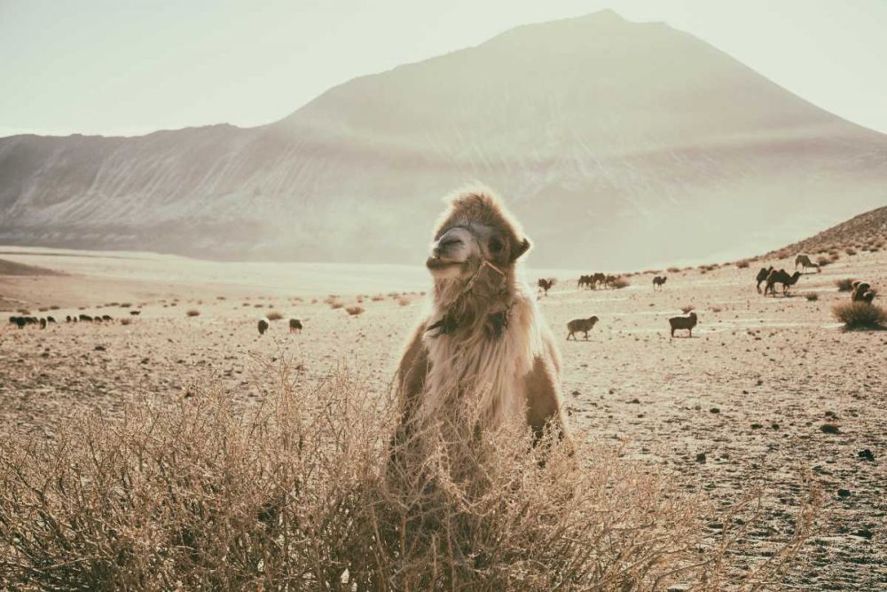 Desert Camel art print by Aledanda for $57.95 CAD