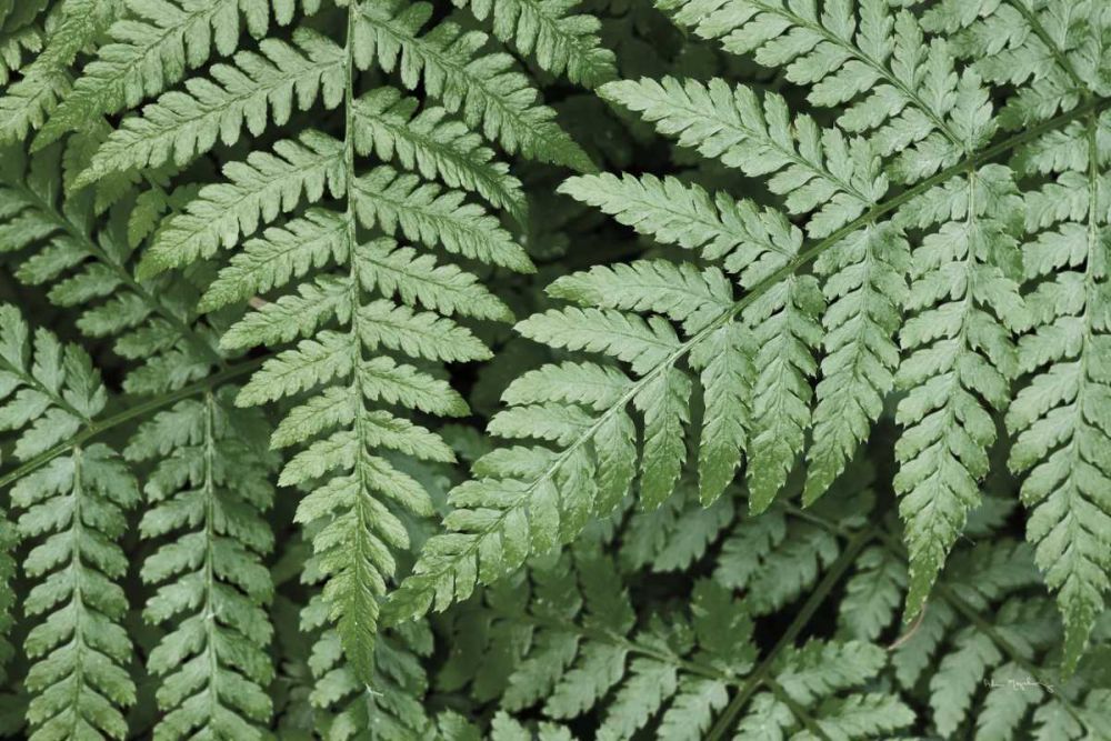 Lady Ferns II Color art print by Alan Majchrowicz for $57.95 CAD