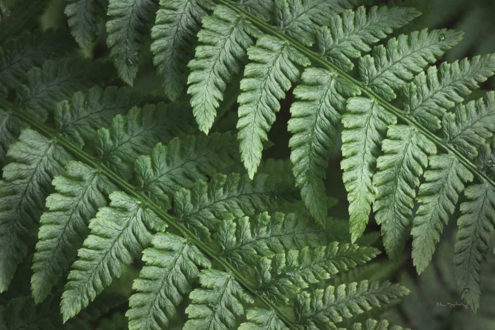 Lady Ferns III Color art print by Alan Majchrowicz for $57.95 CAD